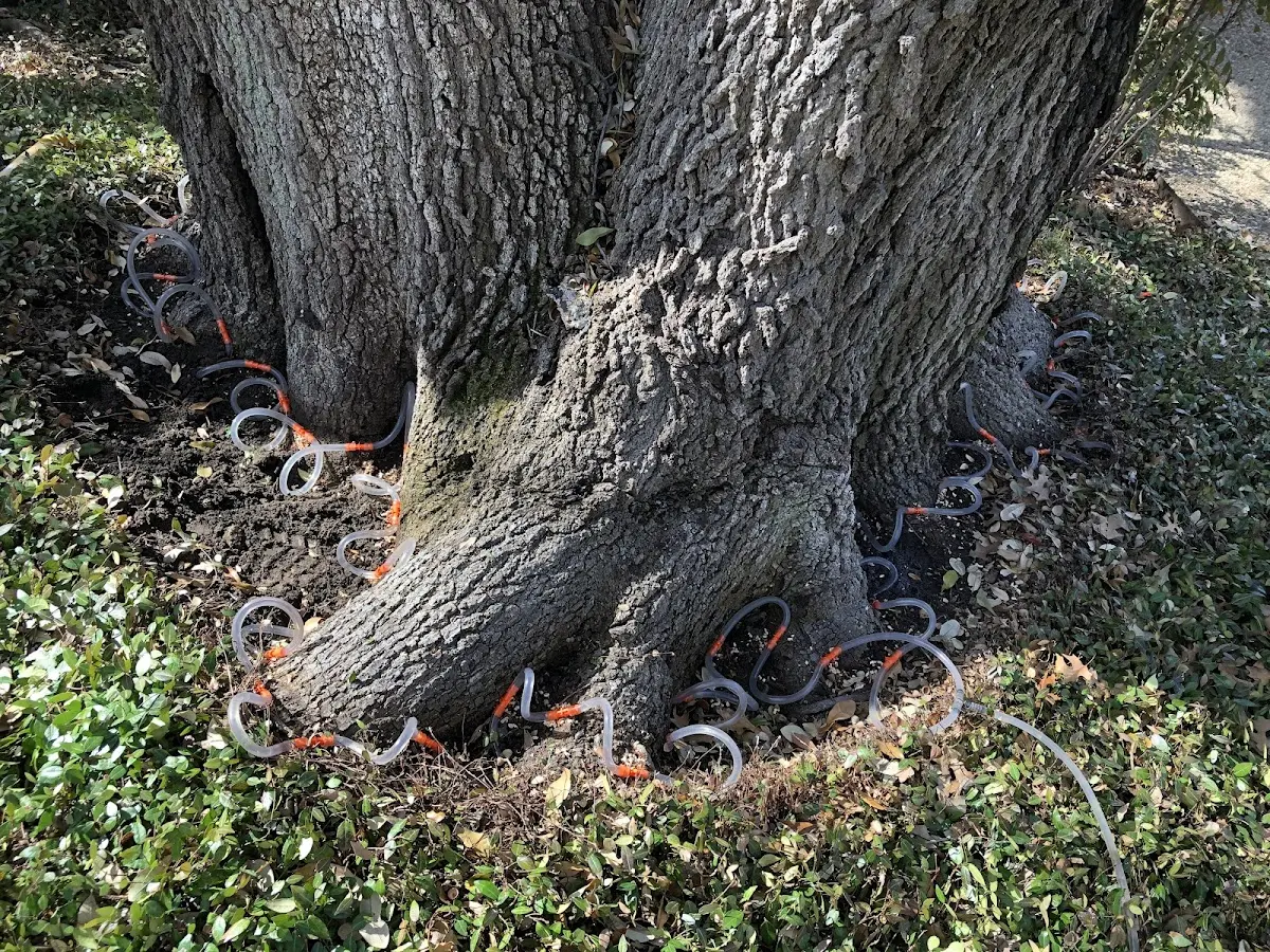 Detailed Tree Cabling and Bracing job site in Wellfleet